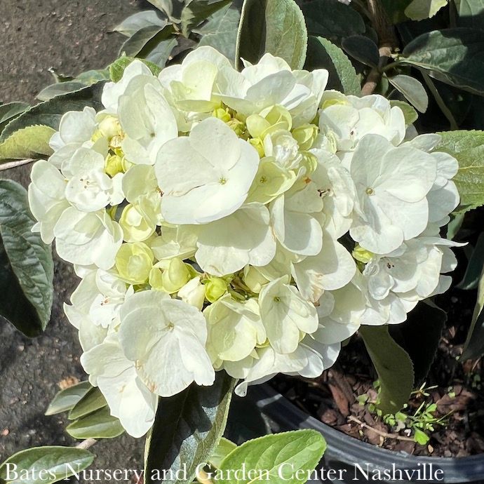 #10 Viburnum macrocephalum/ Chinese Snowball