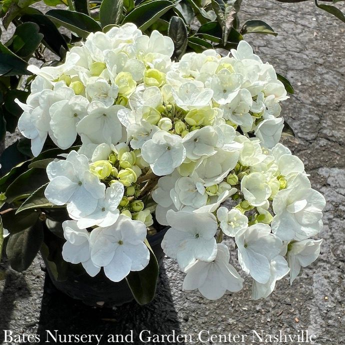 #10 Viburnum macrocephalum/ Chinese Snowball