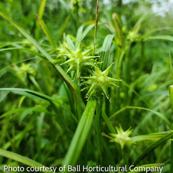 #1 Grass Carex grayi/ Gray's or Bur Sedge Native (TN)