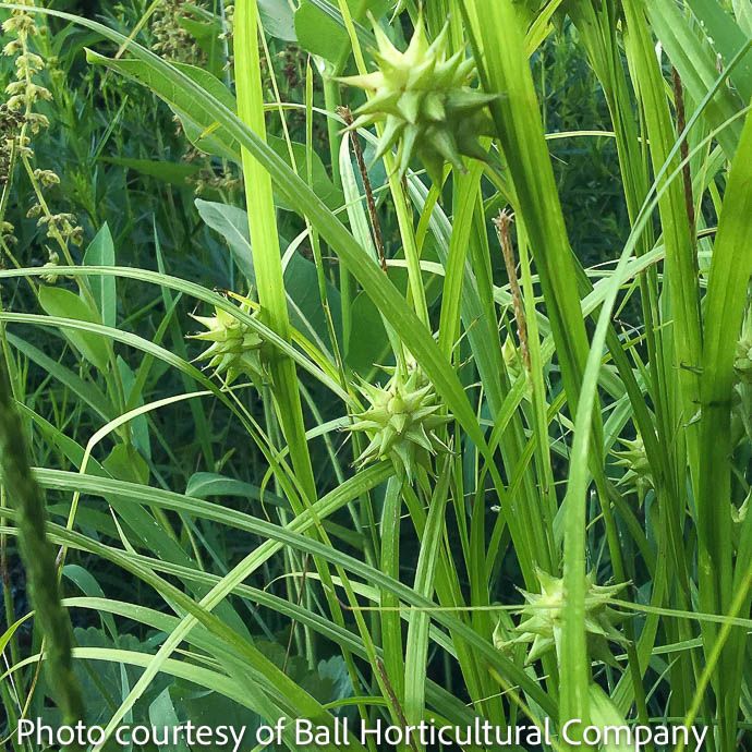 #1 Grass Carex grayi/ Gray's or Bur Sedge Native (TN)