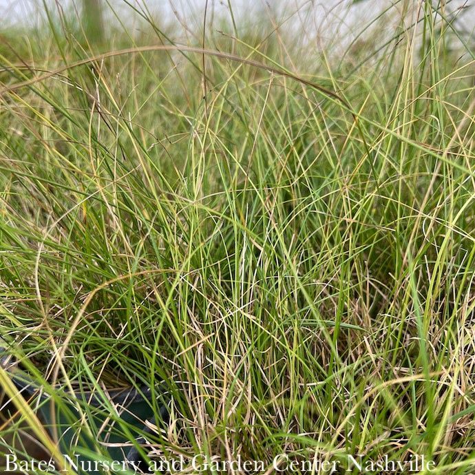 QP Grass Carex texensis/ Texas Sedge Native (TN)