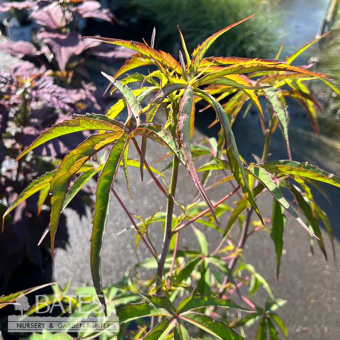 #2 Hibiscus coccineus/ Red Scarlet Rose Mallow Hardy Native (R)