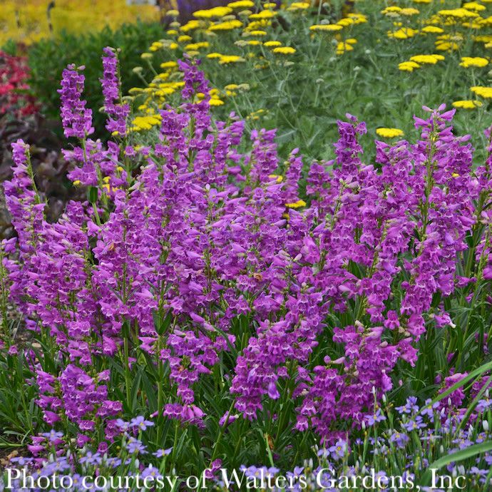 #1 Penstemon x Prairie Dusk/ Beardtongue