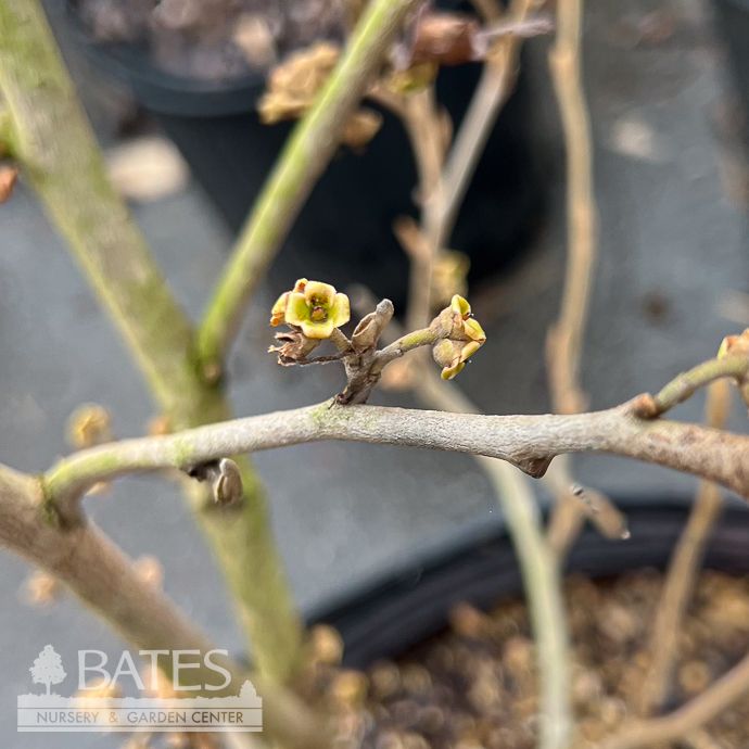 #5 Hamamelis virg Winter Champagne/ American Witch Hazel Native (TN)