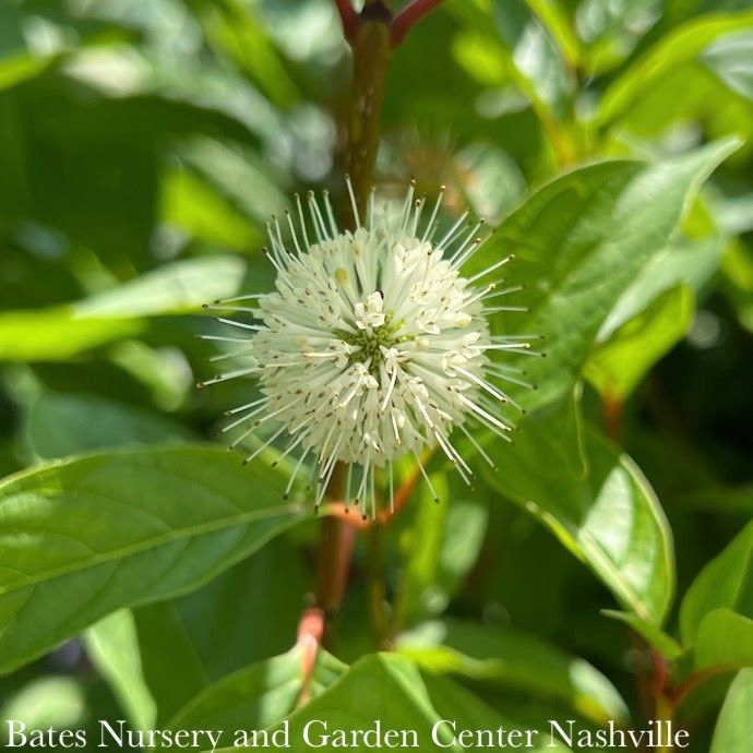 #3 Cephalanthus occ FE Fiber Optics/ Compact Buttonbush Native (TN)