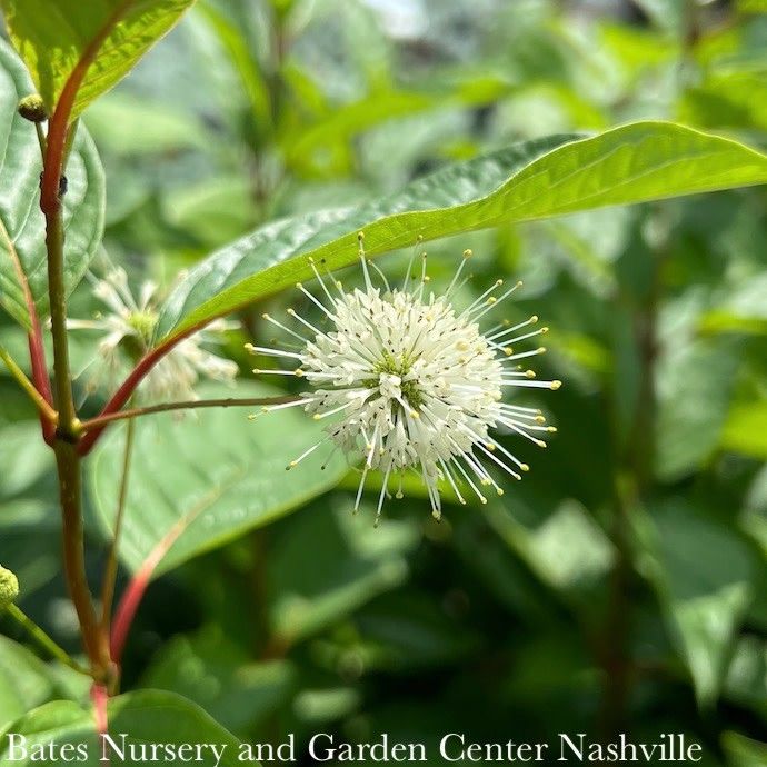 #3 Cephalanthus occ FE Fiber Optics/ Compact Buttonbush Native (TN)
