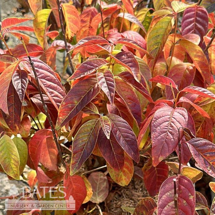 #3 Cephalanthus occ Sugar Shack/ Dwarf Buttonbush Native (TN)