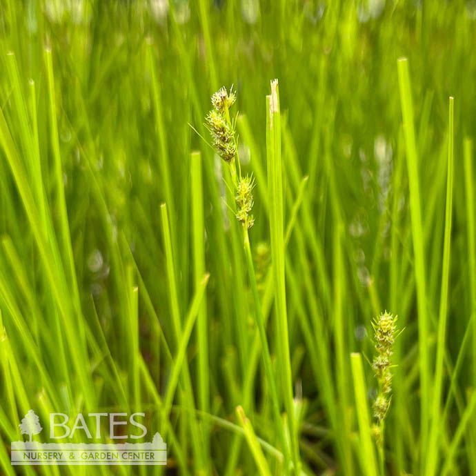 #1 Grass Carex vulpinoidea/ Fox Sedge Native (TN)
