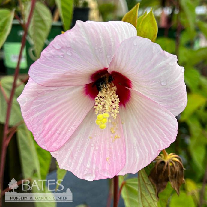 #1 Hibiscus moscheutos/ Hardy Swamp Mallow Native (TN)