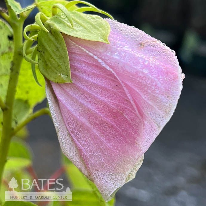 #1 Hibiscus moscheutos/ Hardy Swamp Mallow Native (TN)