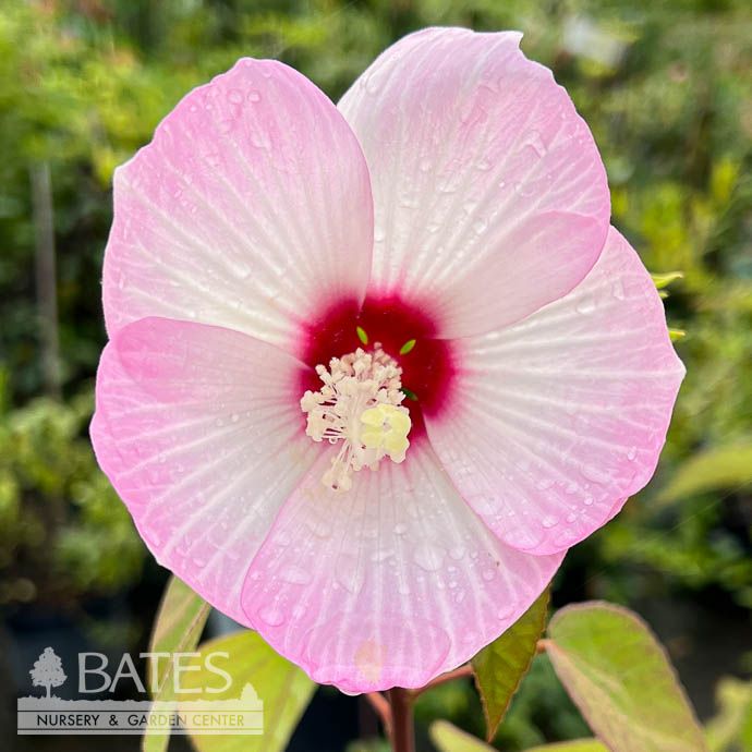 #1 Hibiscus moscheutos/ Hardy Swamp Mallow Native (TN)