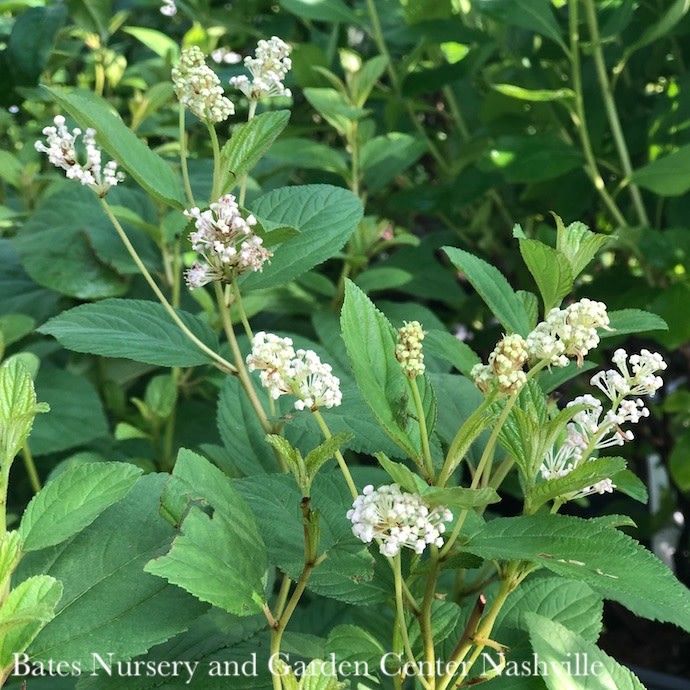 #1 Ceanothus americanus/ New Jersey Tea Native (TN)