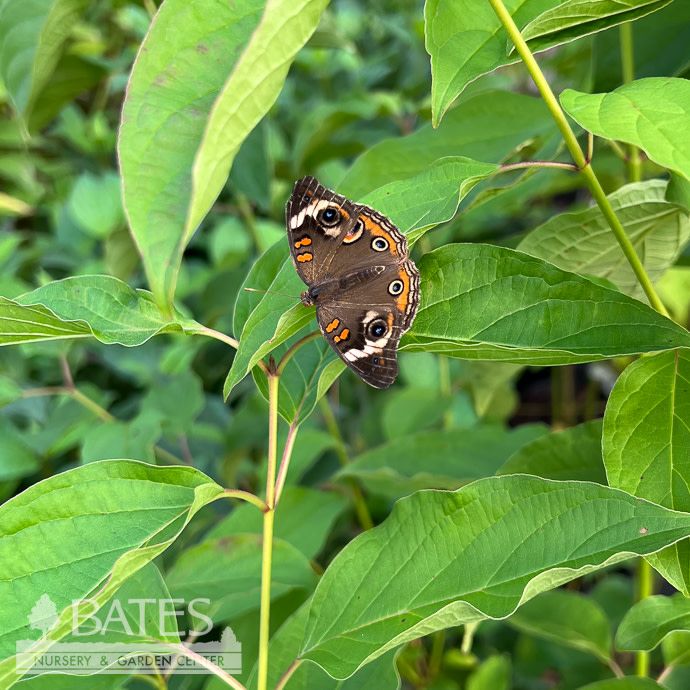 #3 Cornus amomum/ Silky Dogwood Native (TN)