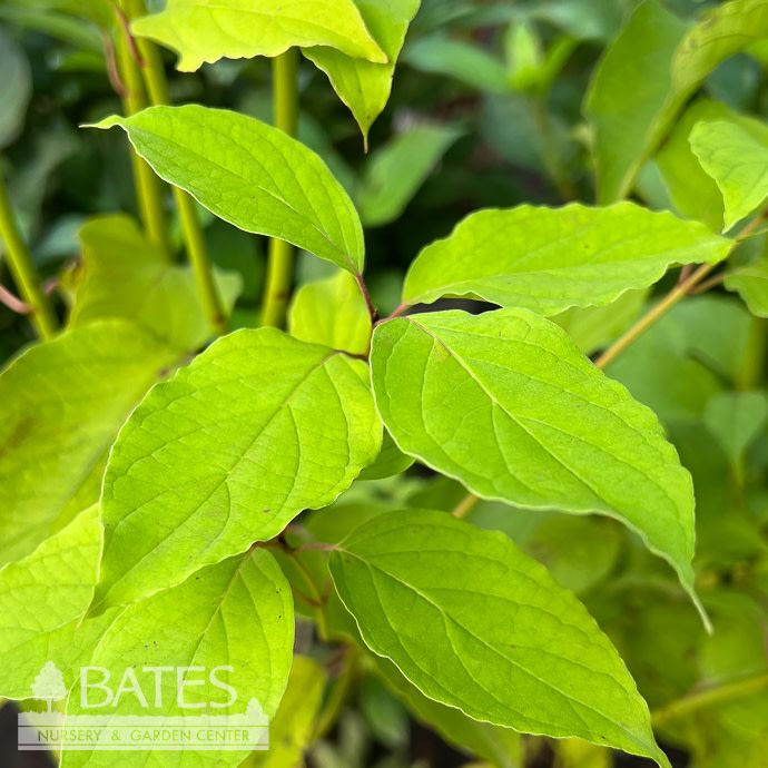 #3 Cornus amomum/ Silky Dogwood Native (TN)