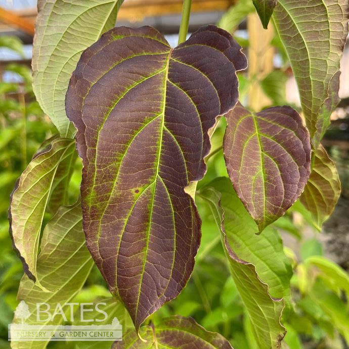 #3 Cornus amomum/ Silky Dogwood Native (TN)