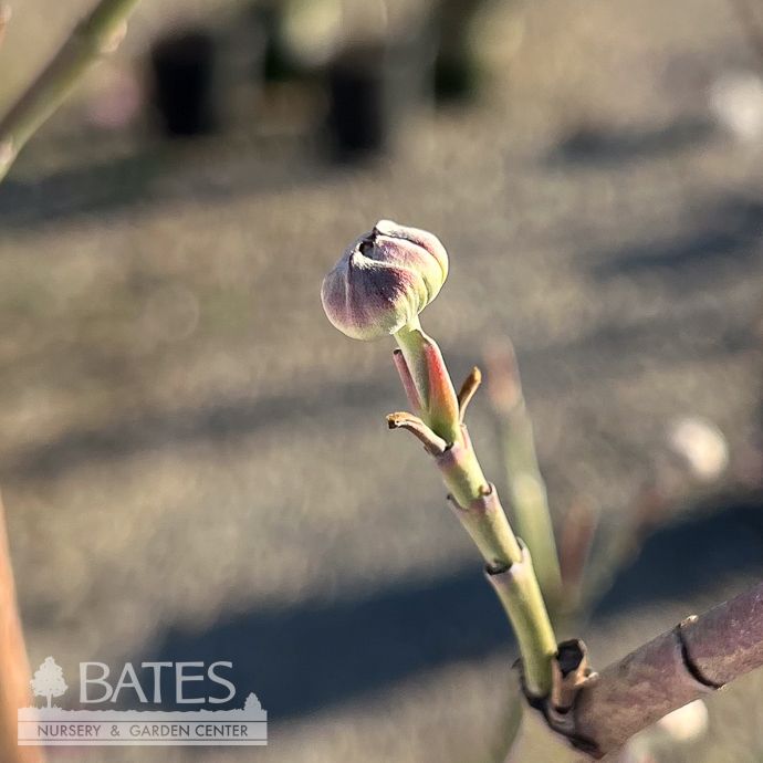 #7 Cornus florida Rebecca's Appalachian Angel/ White Flowering Dogwood Native (TN)