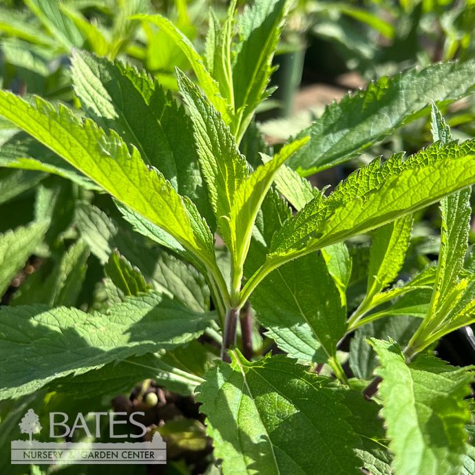 #1 Verbena has var rosea Pink Spires/ Vervain Native (TN)