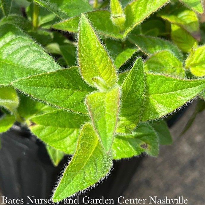 QP Monarda bradburiana/ Eastern Beebalm Native (TN)