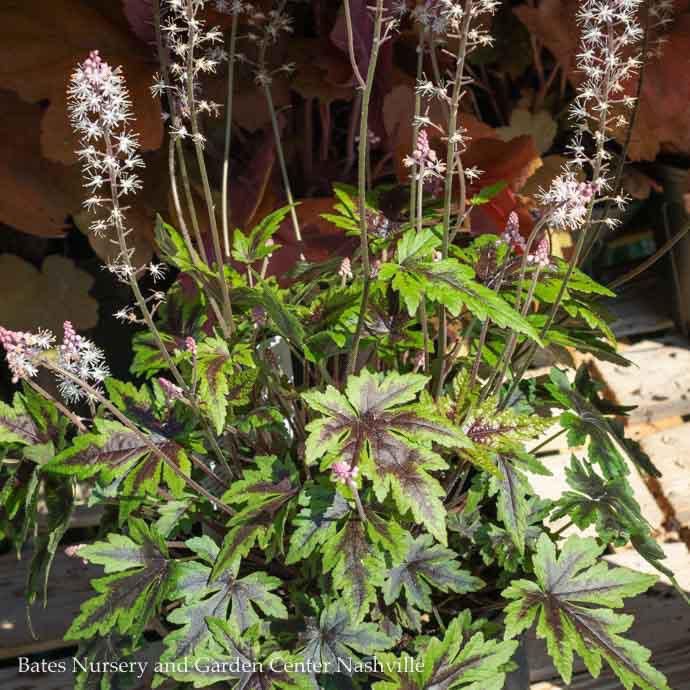 #1 Tiarella x Sugar &amp; Spice/ Foam Flower