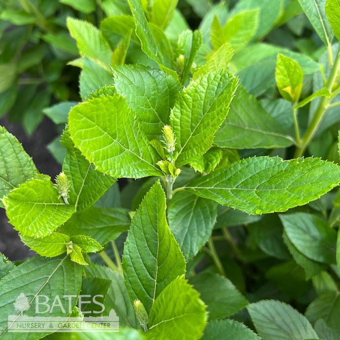 #3 Clethra alnifolia Tom's Compact/ Summersweet Native (TN)