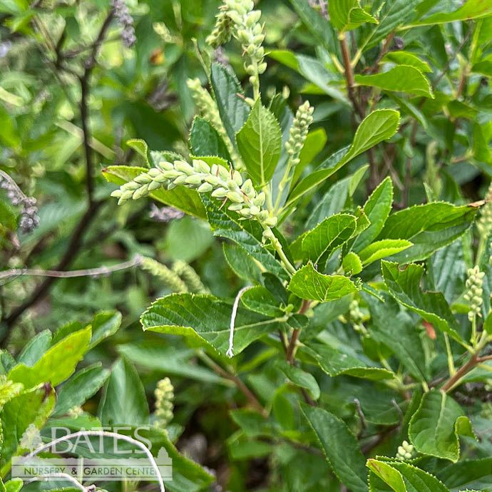 #3 Clethra alnifolia Tom's Compact/ Summersweet Native (TN)