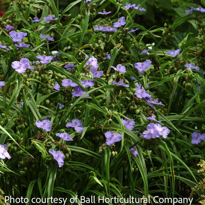#1 Tradescantia ohiensis/ Blue Ohio Spiderwort Native (TN)