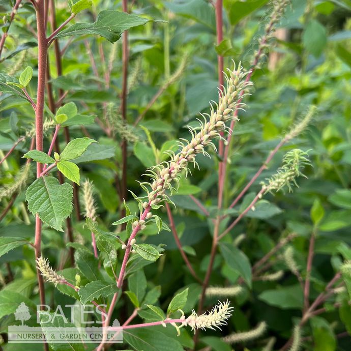#3 Clethra alnifolia Sherry Sue/ White Summersweet Native (TN)
