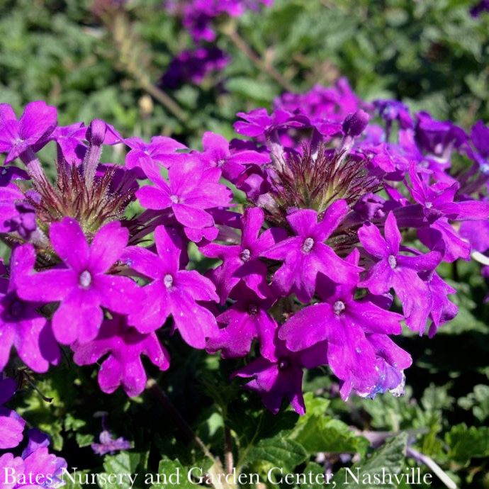 #1 Verbena can Homestead Purple/ Spreader Native (TN)