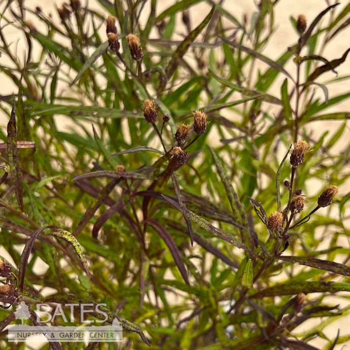 #2 Vernonia x Southern Cross/ Ironweed