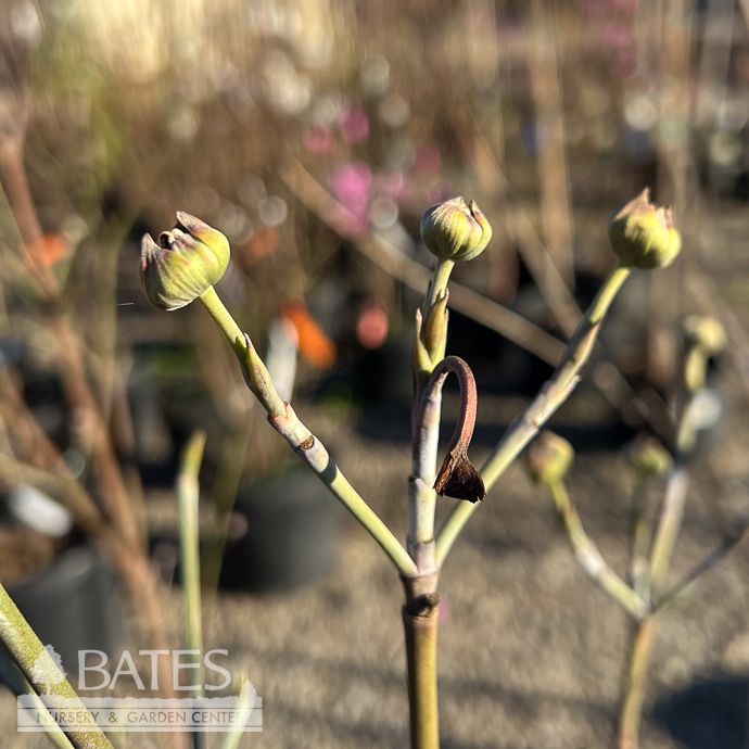 #7 Cornus florida var xanthocarpa/ Flowering Yellow Fruit Dogwood Native (TN)