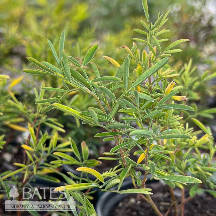 #1 Dalea candida/ White Prairie Clover Native (TN)