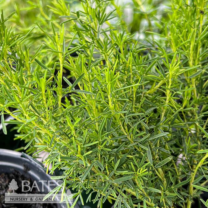 #1 Dalea purpurea/ Purple Prairie Clover Native (TN)