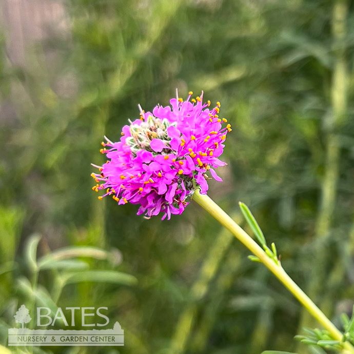 #1 Dalea purpurea/ Purple Prairie Clover Native (TN)