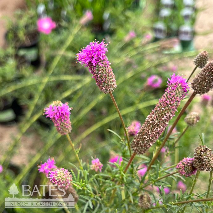 #1 Dalea purpurea/ Purple Prairie Clover Native (TN)