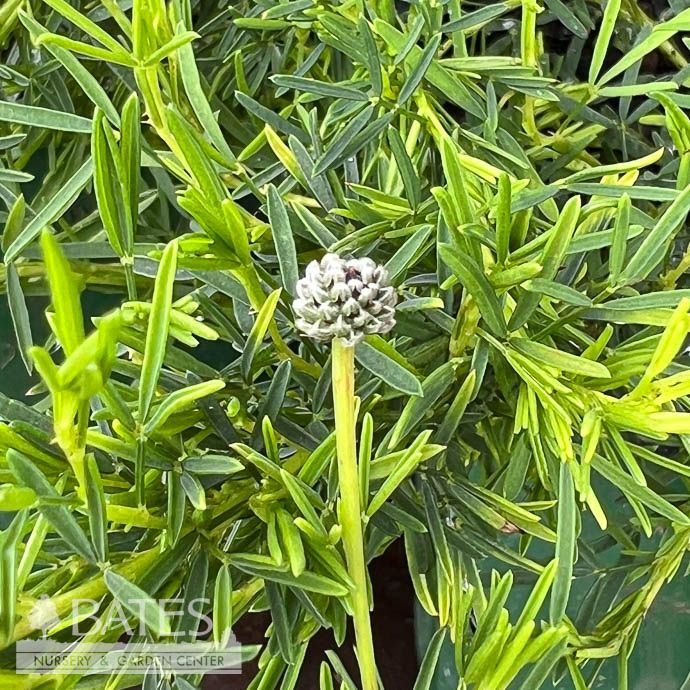 #1 Dalea purpurea/ Purple Prairie Clover Native (TN)