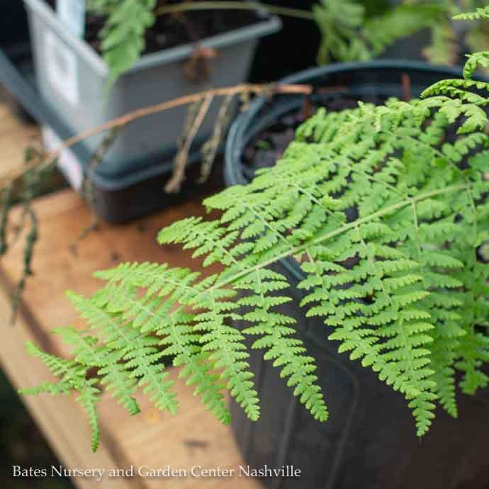 QP Dennstaedtia punctilobula/ Hay-scented Fern Native (TN)