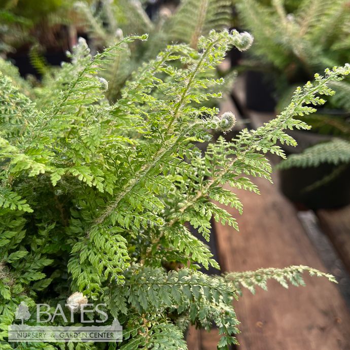 #1 Polystichum setiferum/ Soft Shield Fern