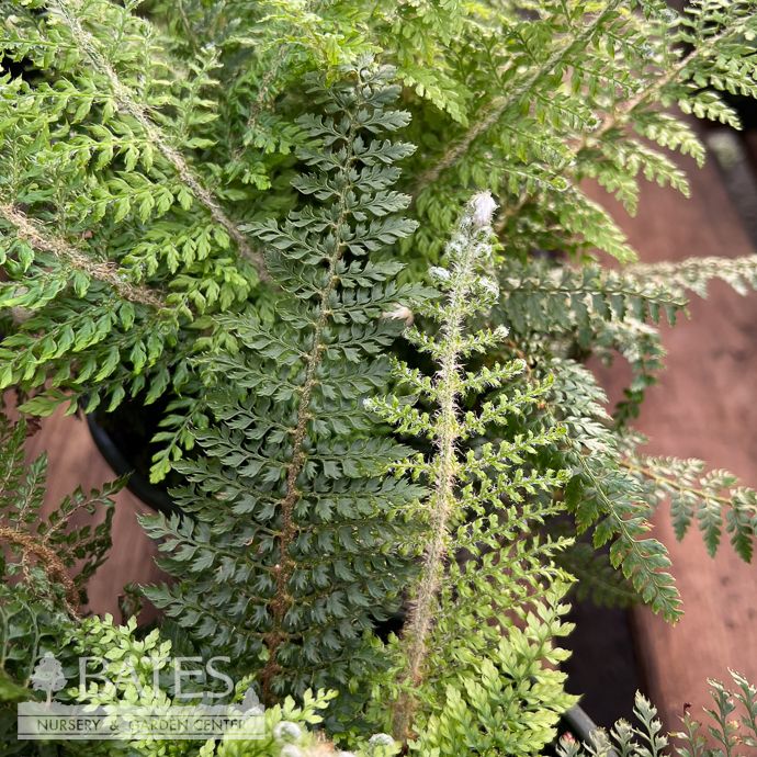 #1 Polystichum setiferum/ Soft Shield Fern