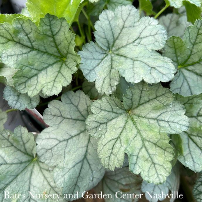 #1 Heuchera x PW Dolce 'Spearmint / Coral Bells