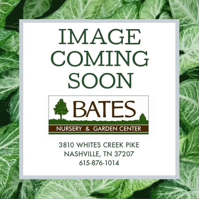 #3 Physocarpus opul FE Honeycomb/ Ninebark Native (TN)