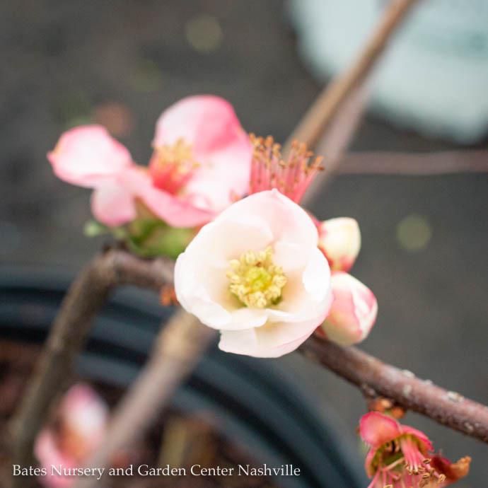 #2 Chaenomeles speciosa Toyo Nishiki/ Flowering Quince