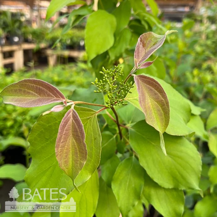 #3 Cornus racemosa Muskingum/ Gray Dogwood Native (R)