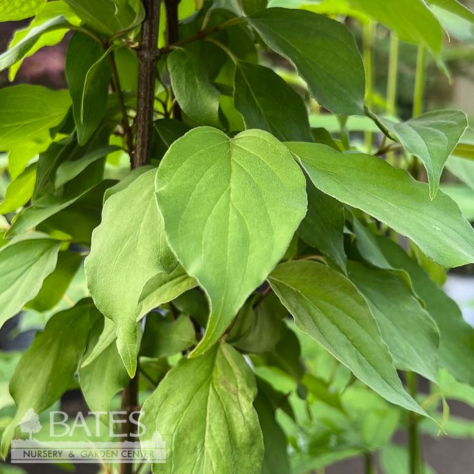 #3 Cornus racemosa Muskingum/ Gray Dogwood Native (R)