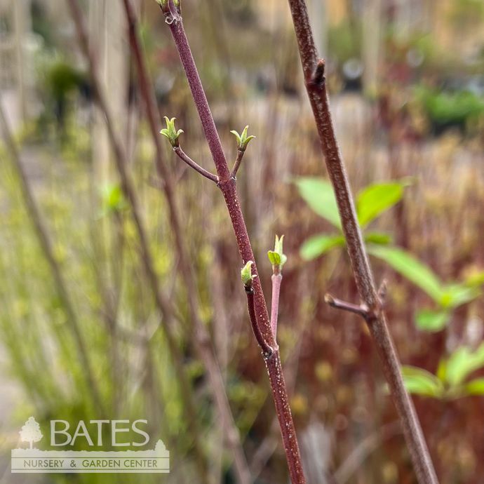 #3 Cornus racemosa Muskingum/ Gray Dogwood Native (R)
