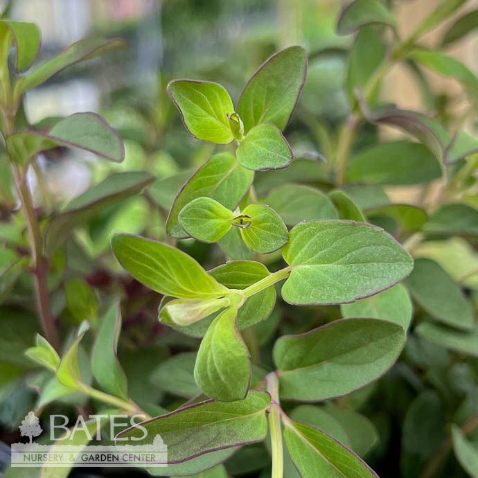 #1 Pycnanthemum flexuosum/ Appalachian Mountain Mint Native (R)