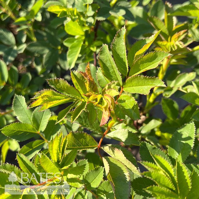 #3 Rosa virginiana/ Pink Virginia Groundcover Rose Native (TN)