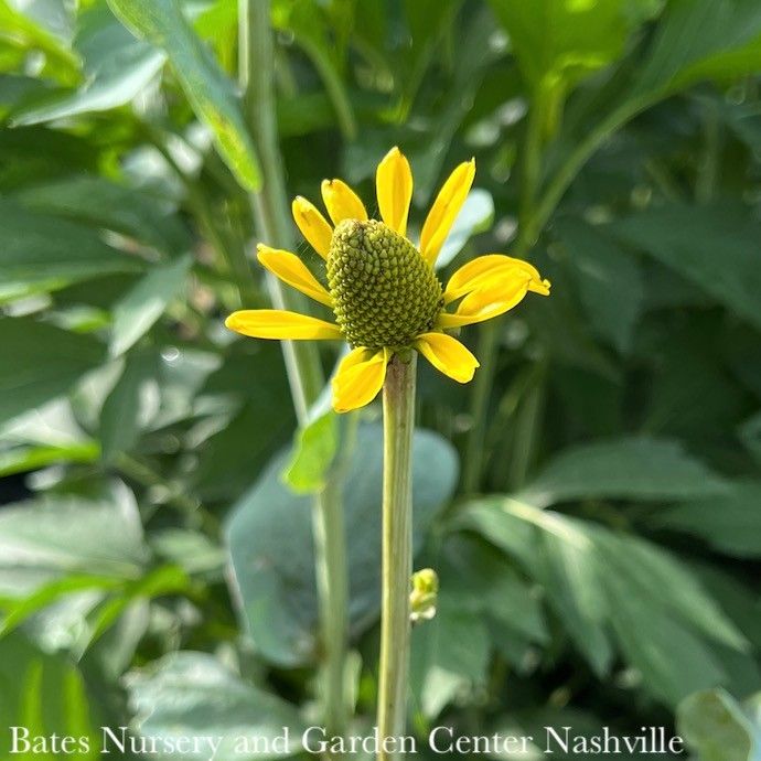 #1 Rudbeckia maxima/ Giant Coneflower Native (R)