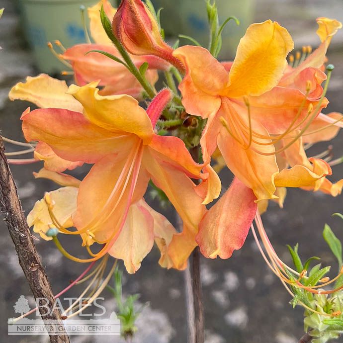 #3 Azalea x Dancing Rabbit/ Deep Yellow Deciduous