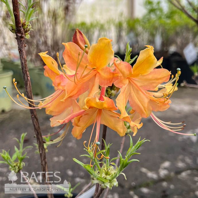 #3 Azalea x Dancing Rabbit/ Deep Yellow Deciduous