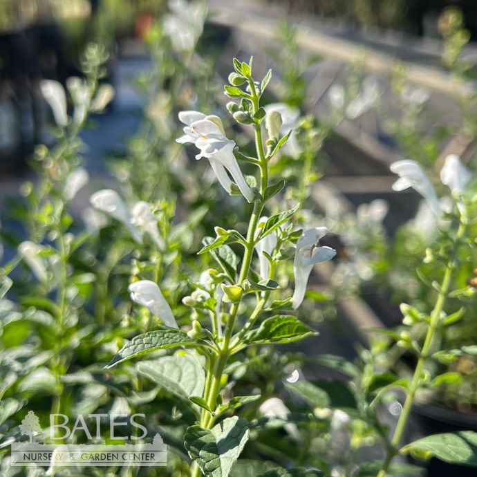 #1 Scutellaria inc Prairie Snow/ White Hoary Skullcap Native (TN)